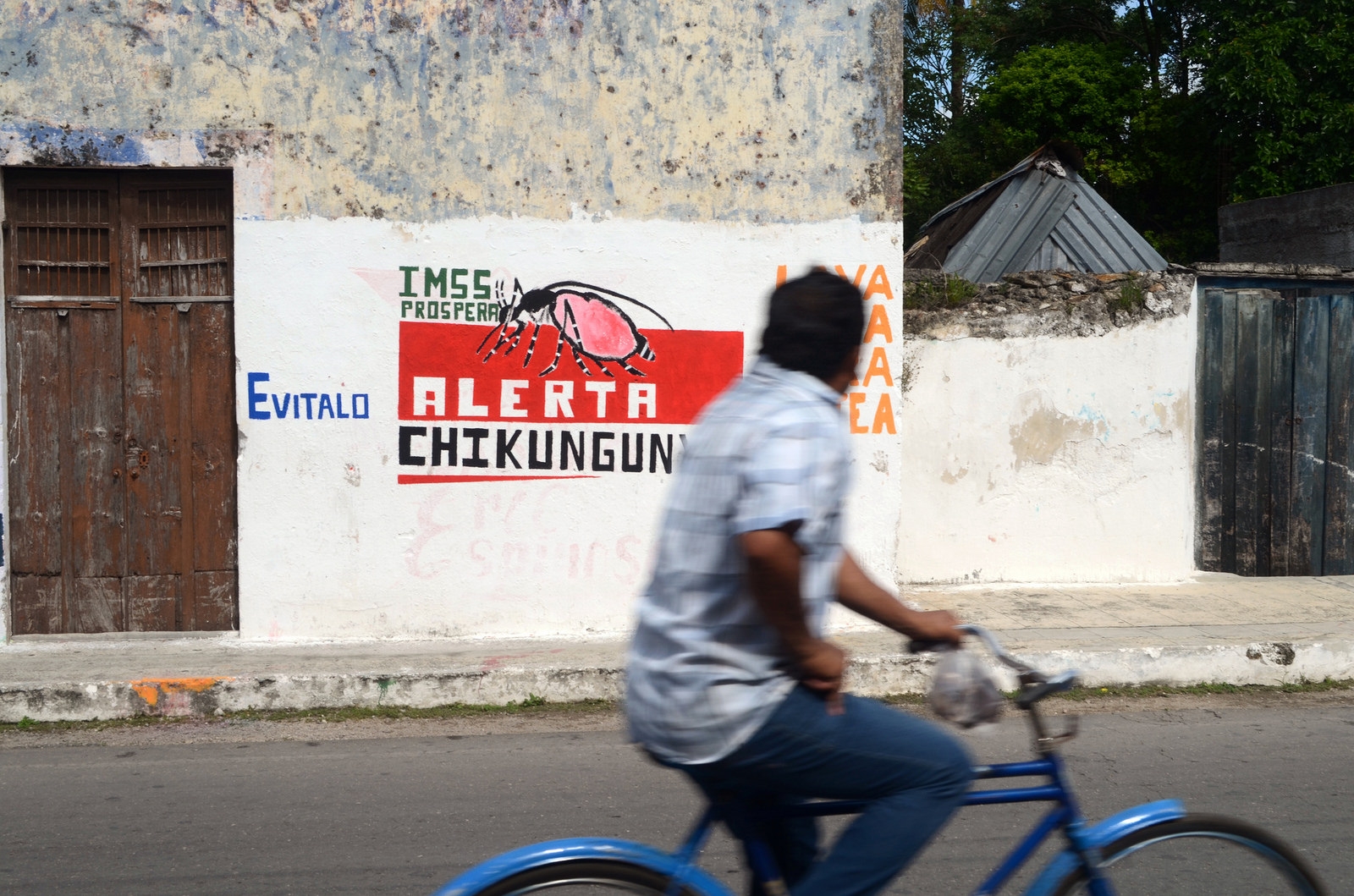 Chikungunya llegó para quedarse